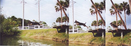 German Shepherd Dogs are extremely athletic